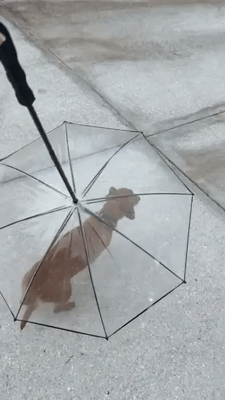 Dog Umbrella